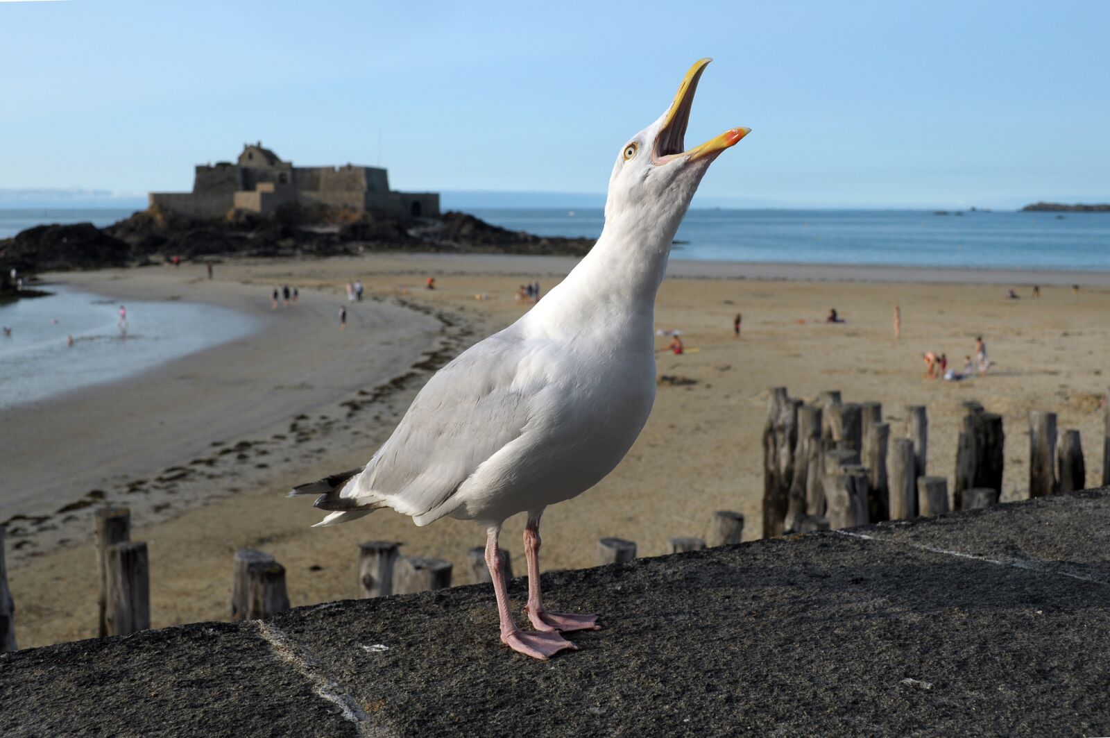 Nikon D90 sample photo. Seagull, bird, sea photography