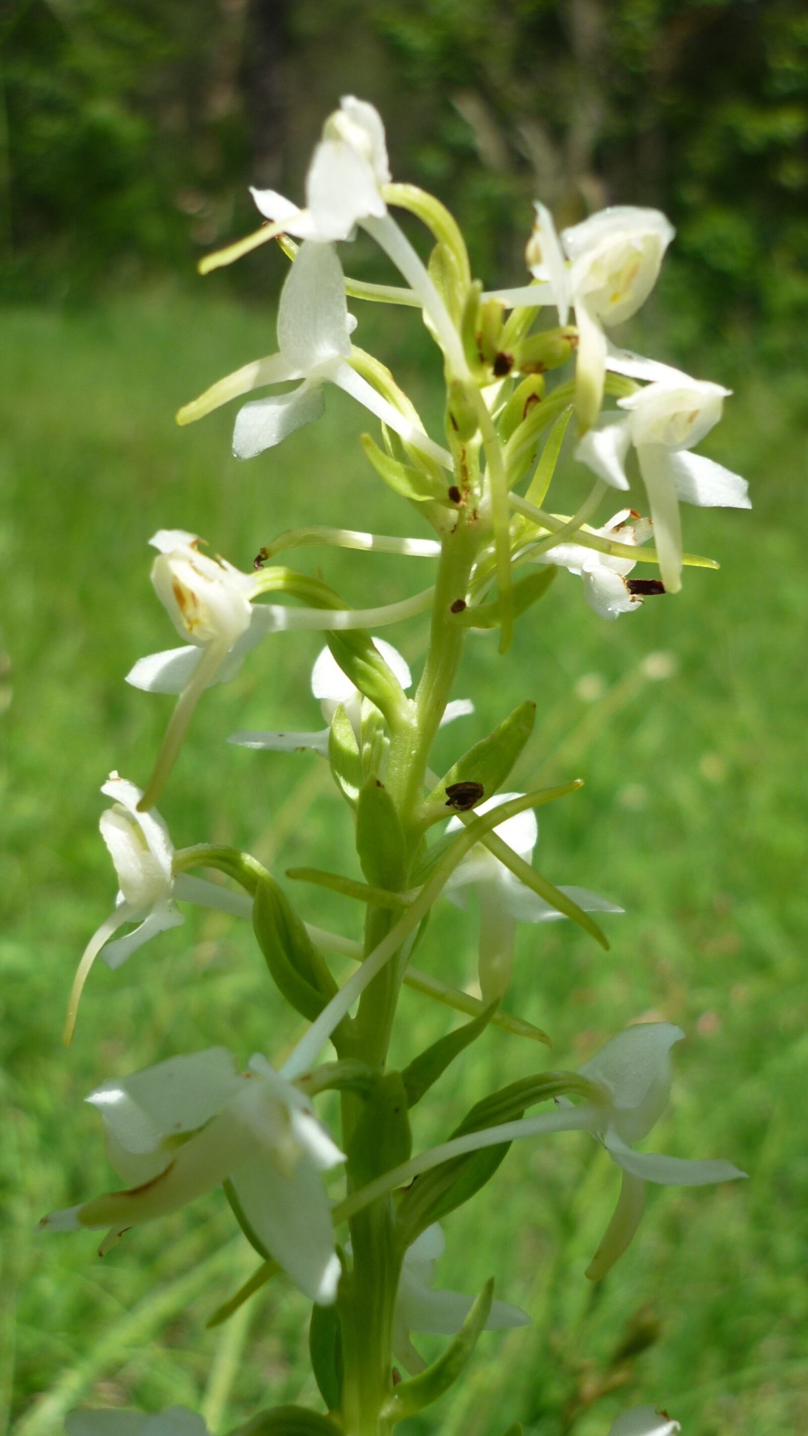 Panasonic Lumix DMC-FS6 sample photo. Butterfly orchid, german orchid photography