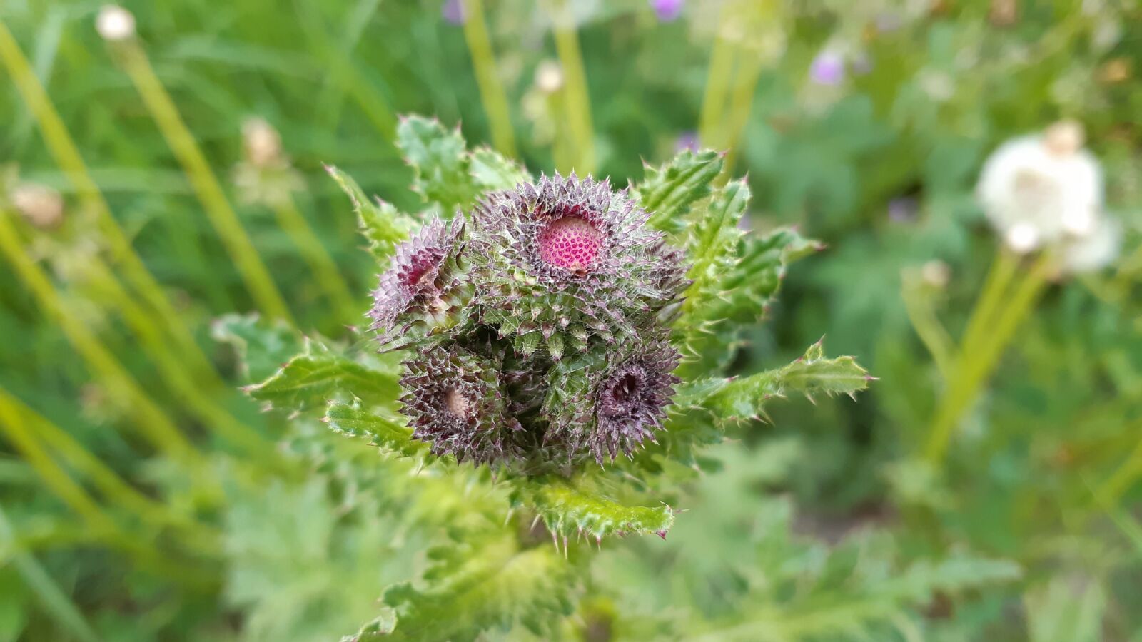 Samsung Galaxy A8(2018) sample photo. Thistle, flower, summer photography