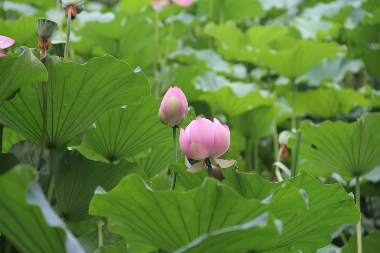 Canon EOS 60D sample photo. Lotus, pink, green photography