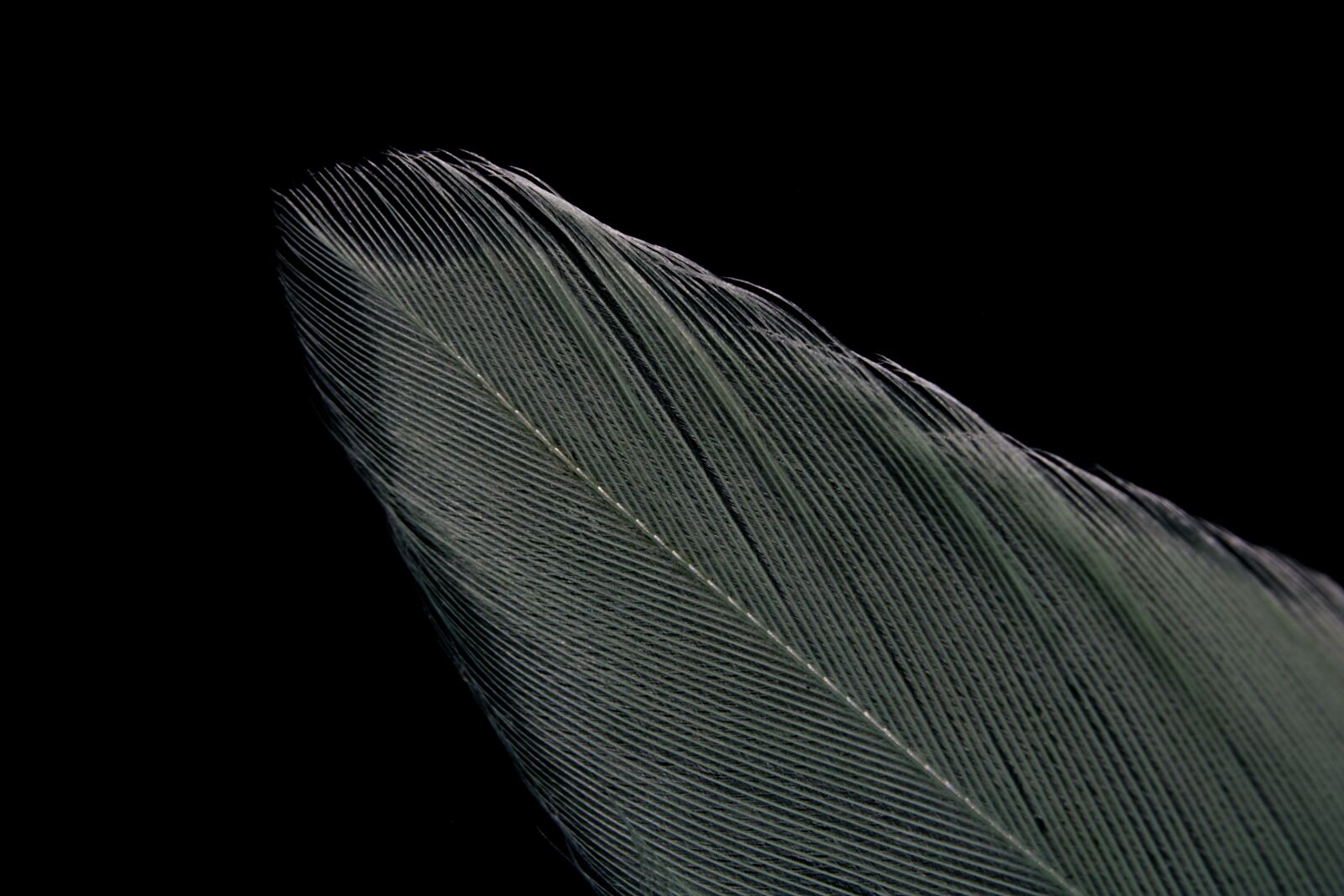 Canon EOS 750D (EOS Rebel T6i / EOS Kiss X8i) sample photo. Feather, bird, avian photography