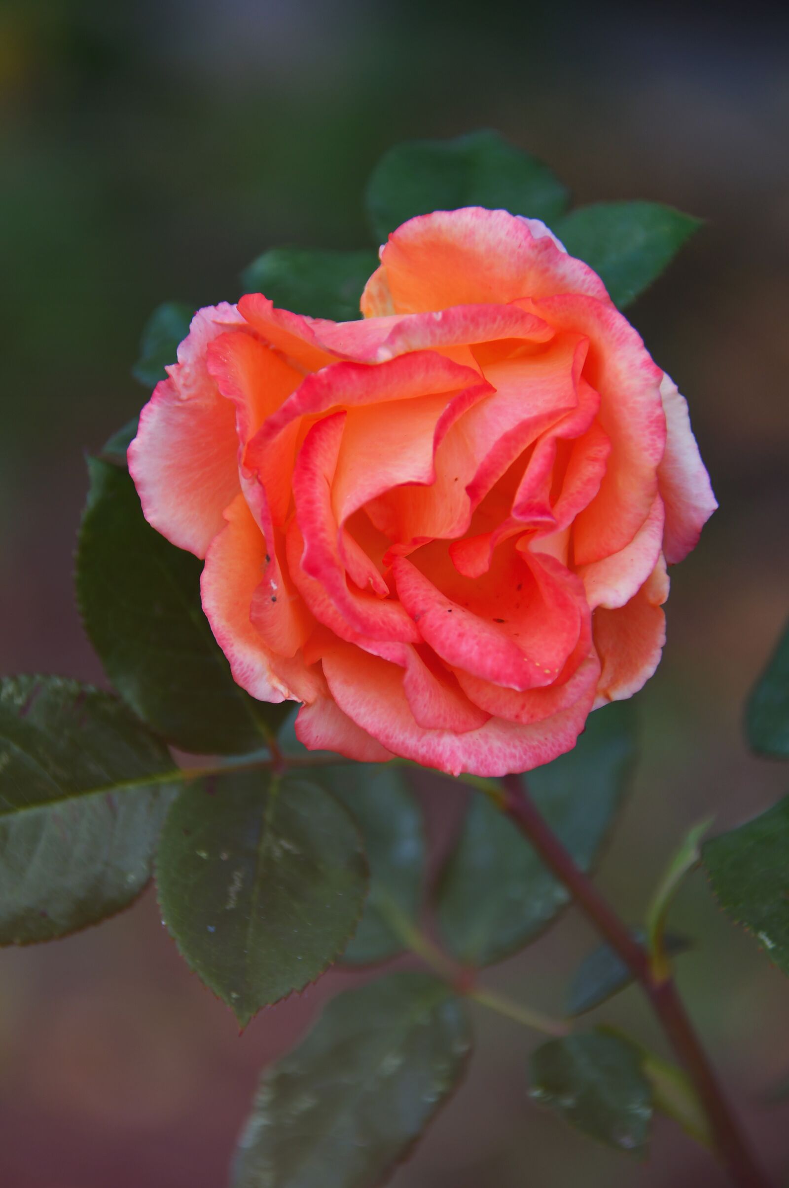 Nikon D3200 sample photo. Rose, autumn, autumn rose photography