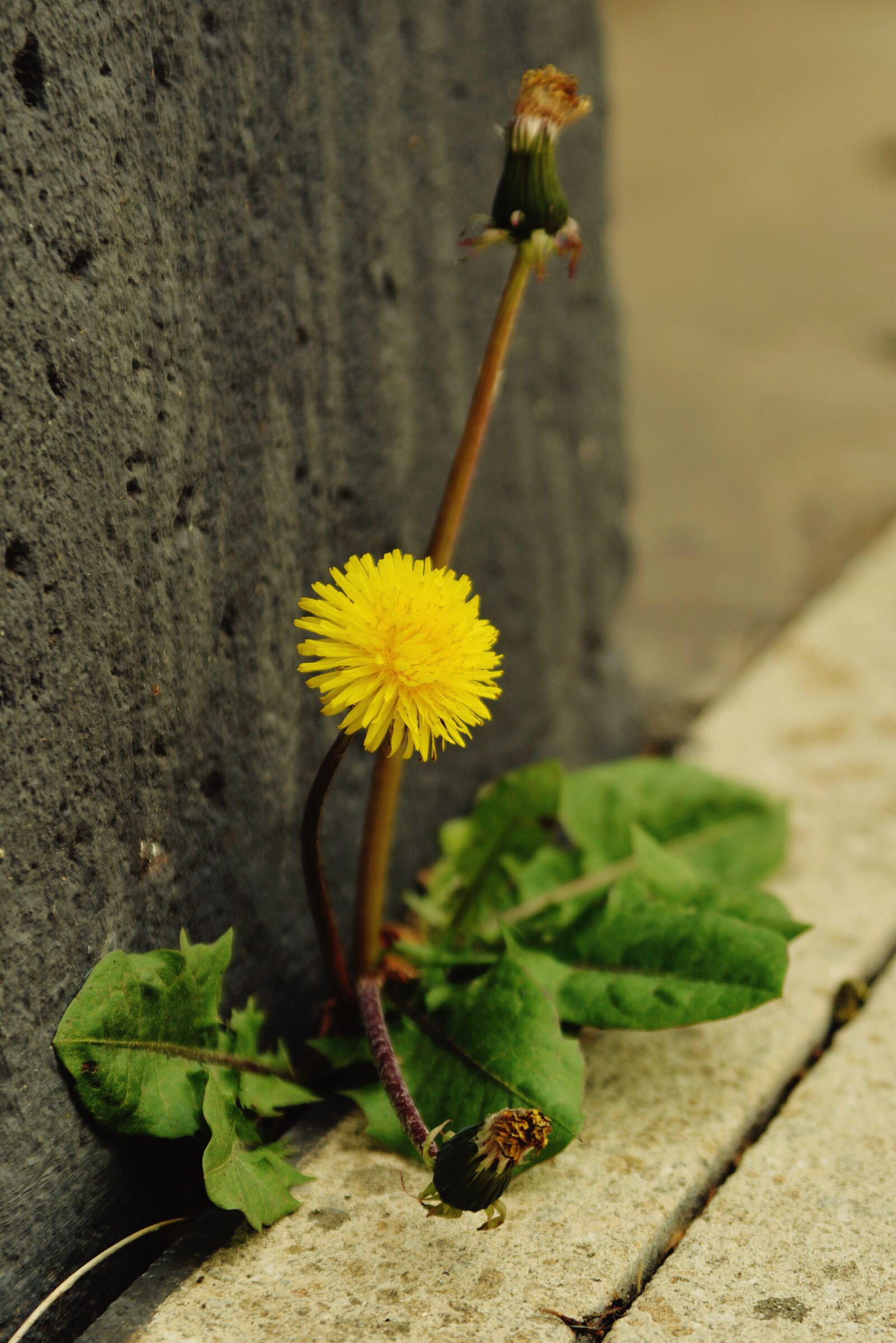 Nikon D610 sample photo. Dandelion, flower, spring photography