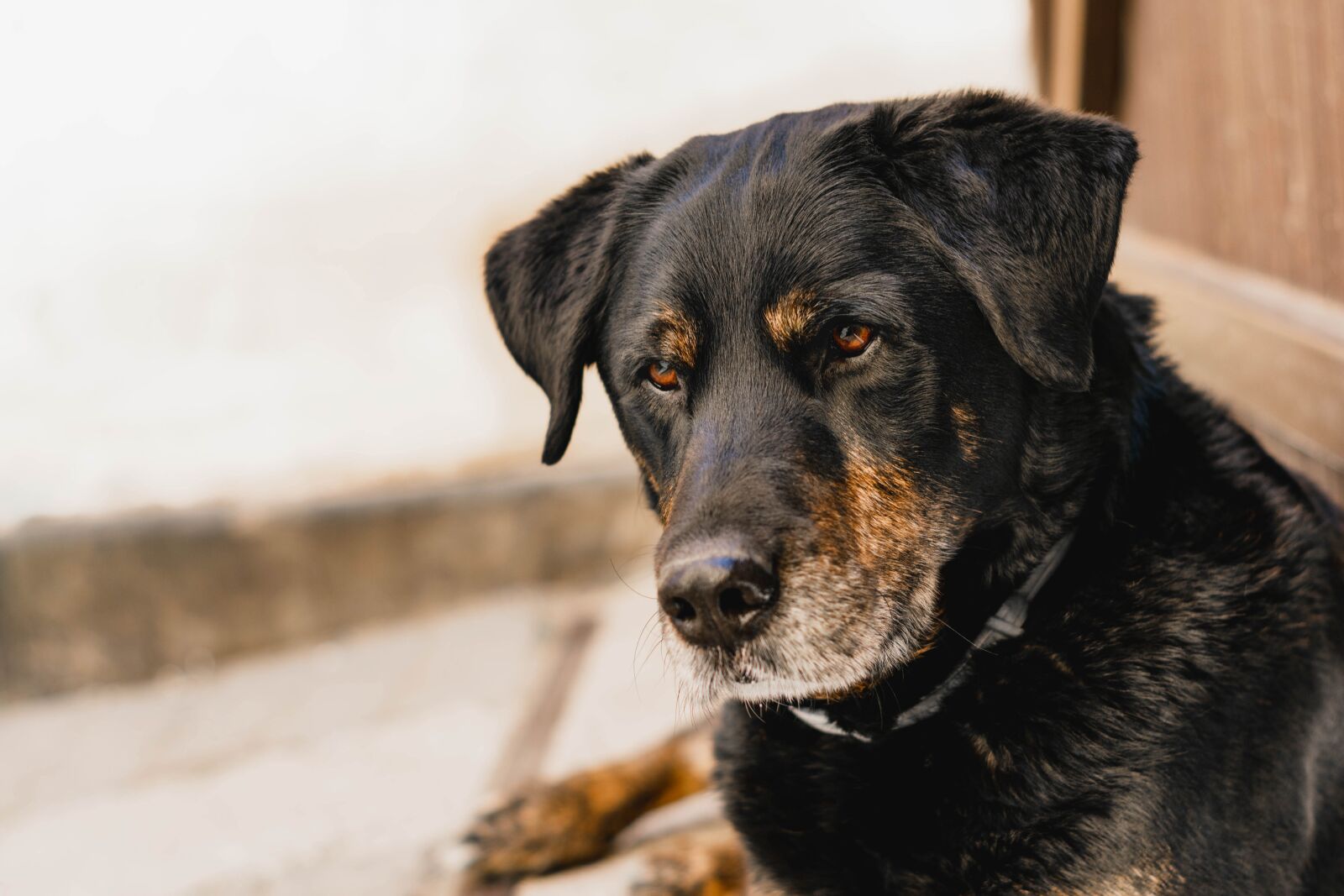 Nikon D5600 sample photo. Dog, portrait, doggie photography