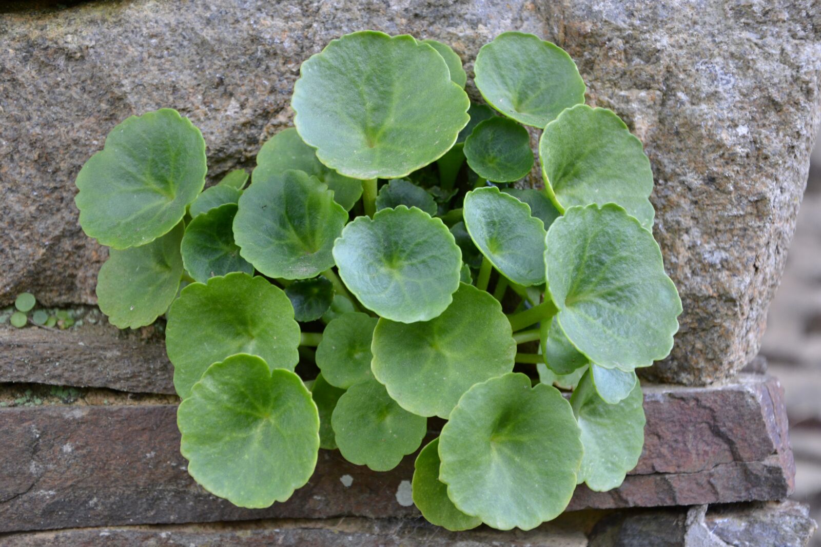 Nikon D5200 sample photo. Leaf, green leaves, plant photography