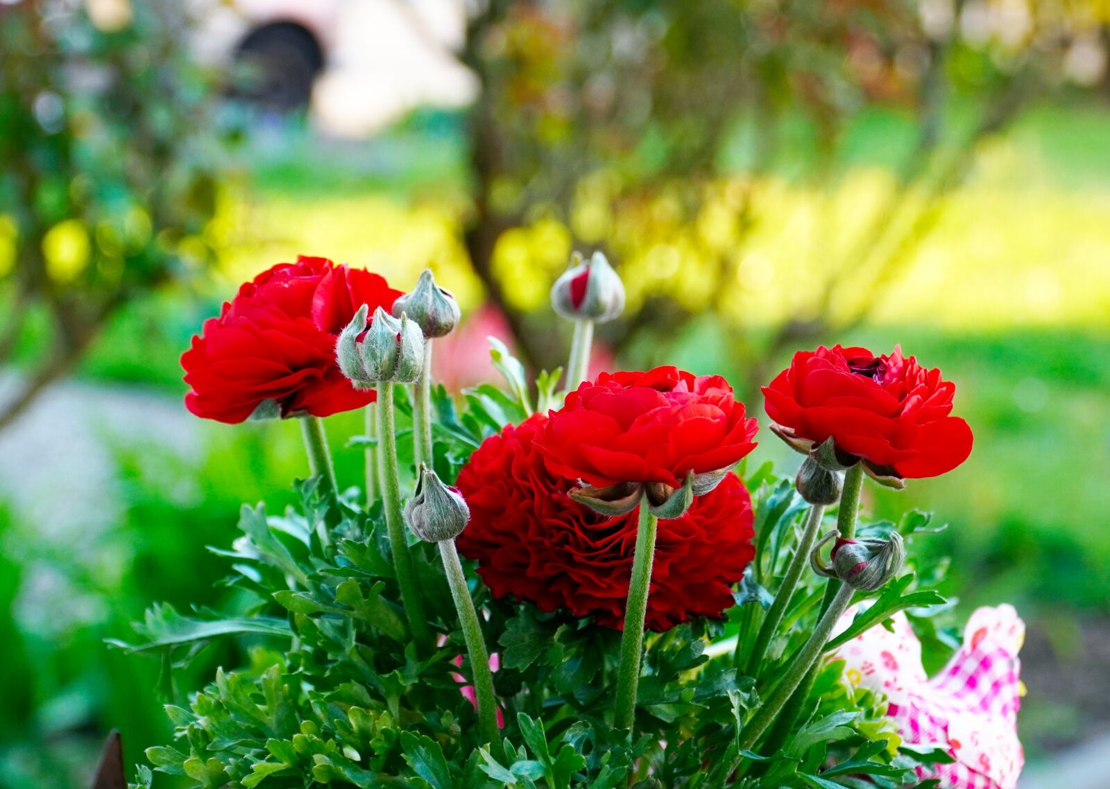 Sony E PZ 18-105mm F4 G OSS sample photo. Ranunculus, flower, blossom photography