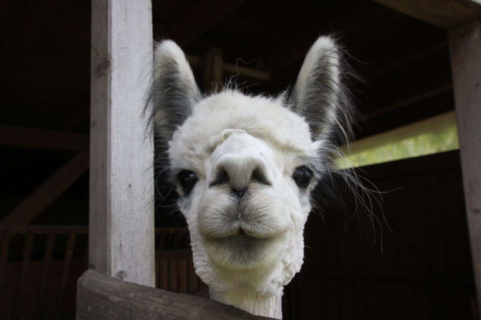 Canon EOS 60D sample photo. Alpaca, white, head photography