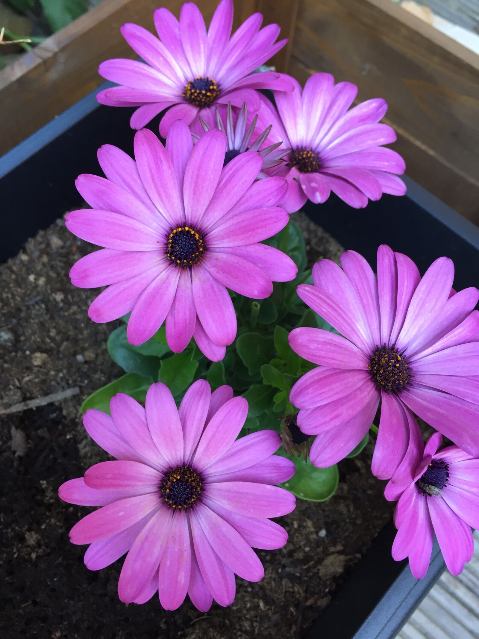 Apple iPhone 6 sample photo. Osteospemum, flowers, plant photography