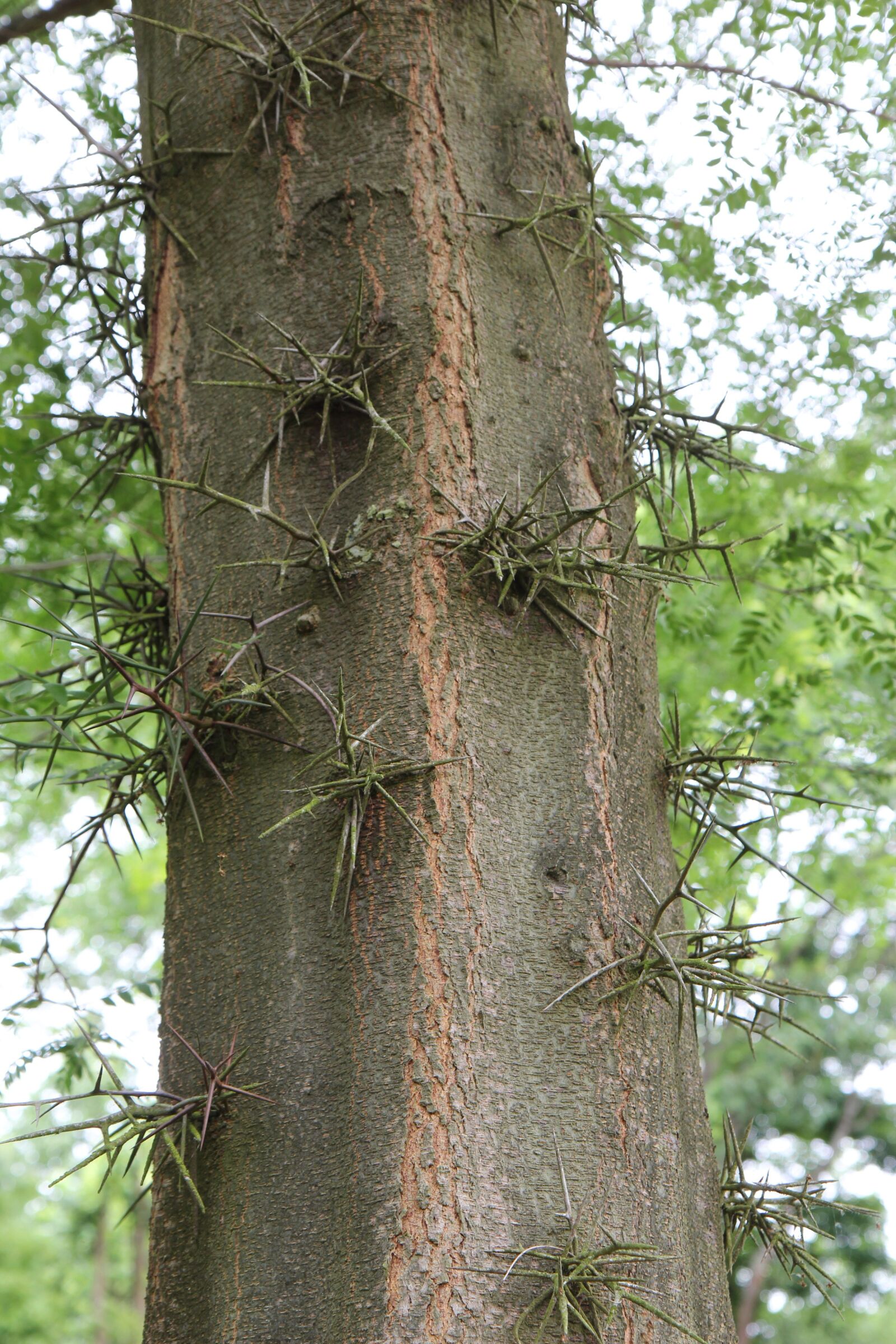 Canon EOS 600D (Rebel EOS T3i / EOS Kiss X5) sample photo. Tree, trunk, bark photography