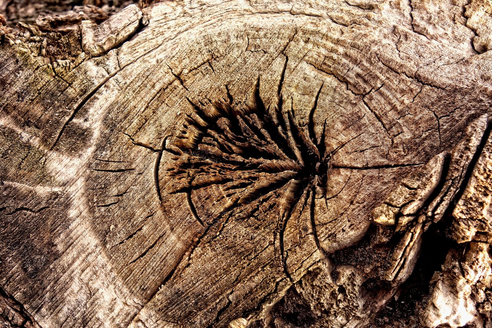 Sony Cyber-shot DSC-RX100 sample photo. Wood, log, old photography