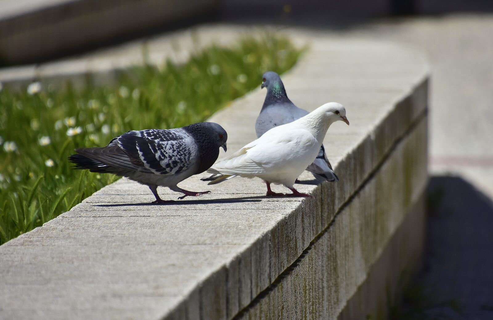 Nikon D7200 sample photo. Birds, columbidae, outdoors photography
