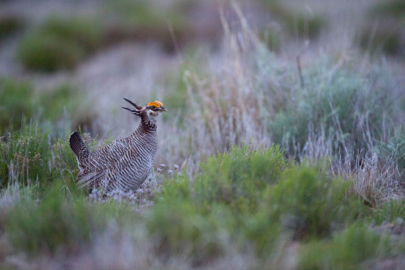 Canon EOS 5D Mark II sample photo. Lesser prairie chicken, dances photography