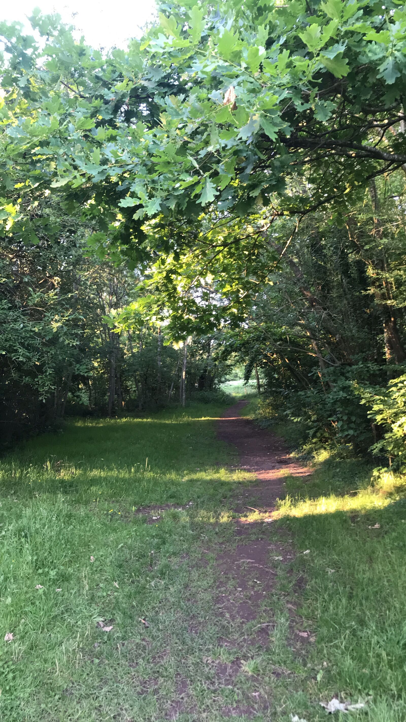 iPhone 7 back camera 3.99mm f/1.8 sample photo. Forest, trees, nature photography