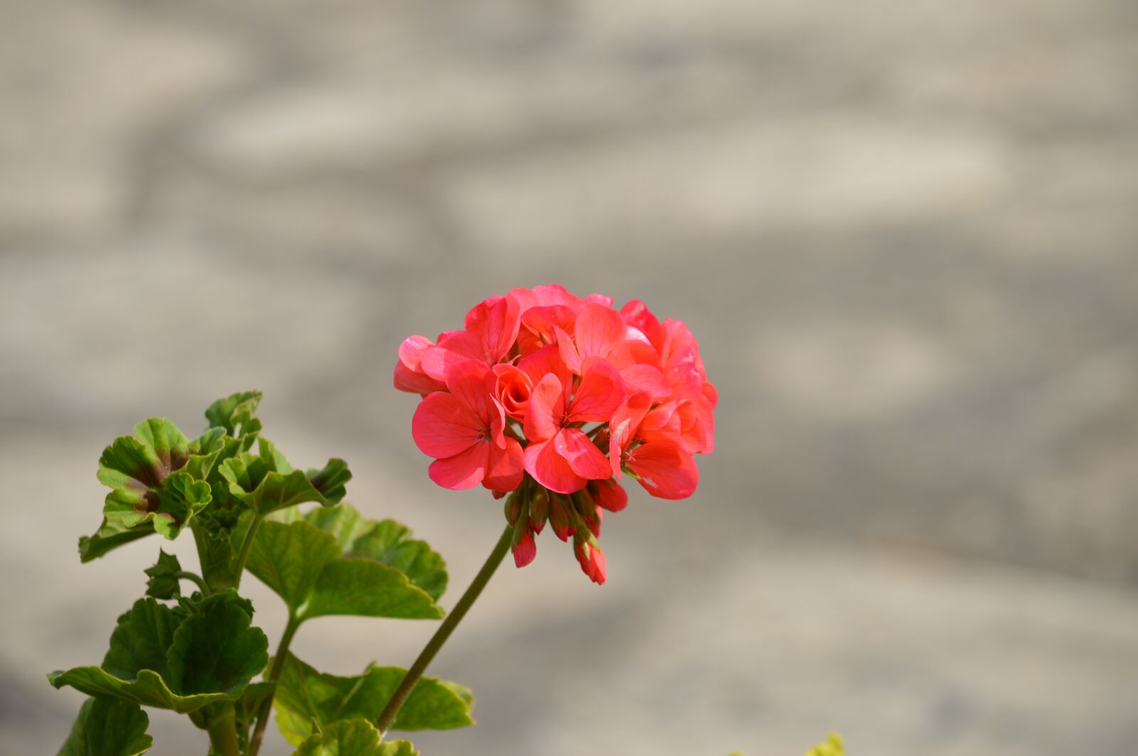 Nikon D3200 sample photo. Flower, field, flowers photography