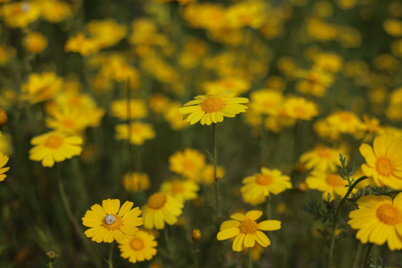 Canon EF 50mm F1.8 II sample photo. Coneflower, yellow, blossom photography