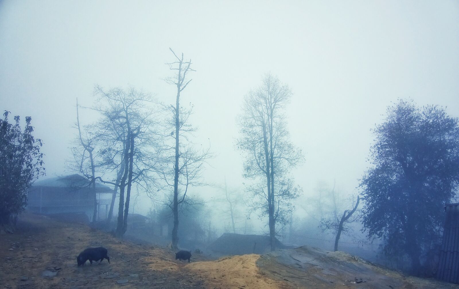 Samsung Galaxy A9 (2018) sample photo. Winter, fog, pig photography