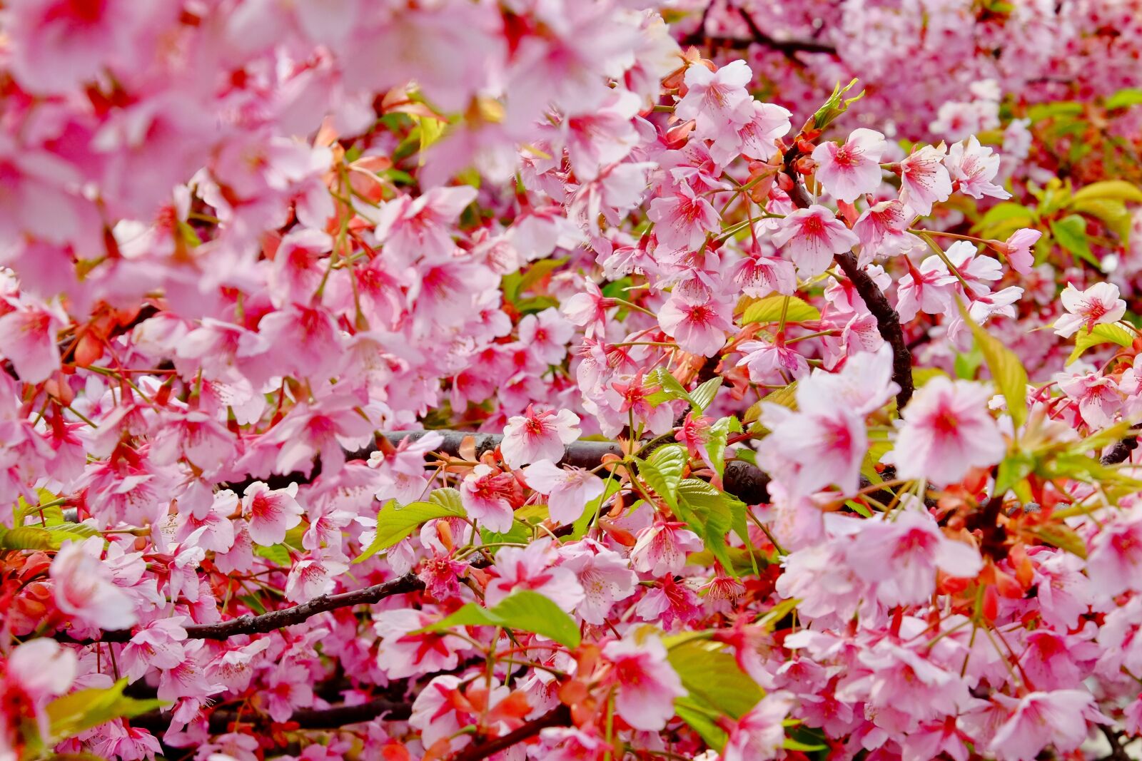 Fujifilm X-T10 sample photo. Cherry blossom, spring, flower photography