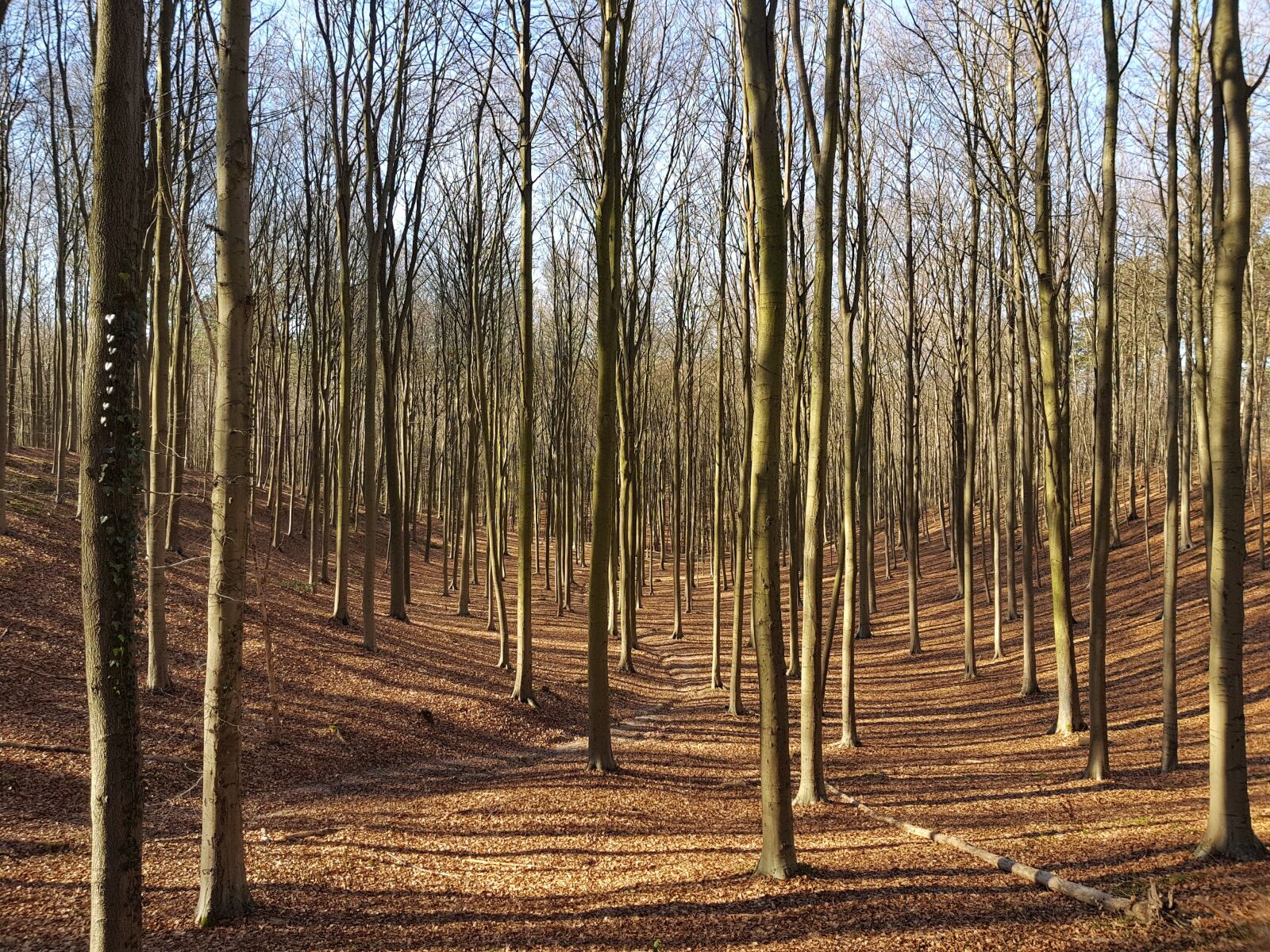 Samsung Galaxy S8+ sample photo. Wood, tree, nature photography