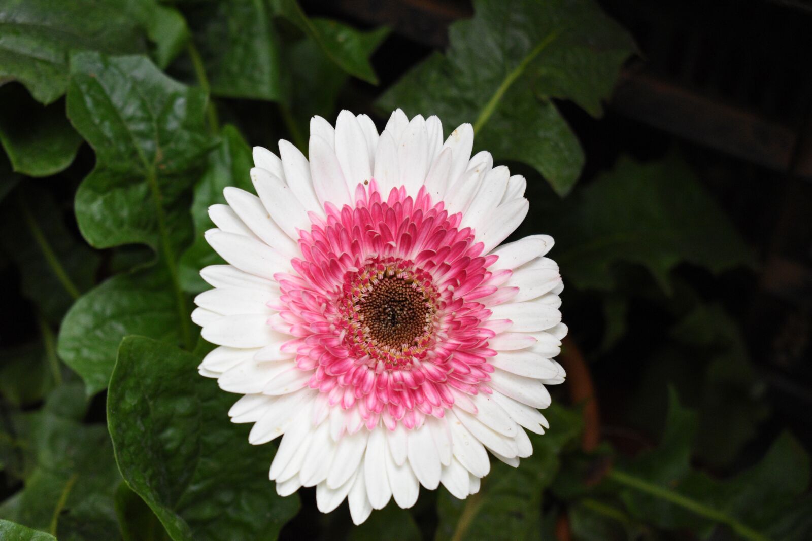 Nikon D5600 sample photo. Daisy, flower, plant photography