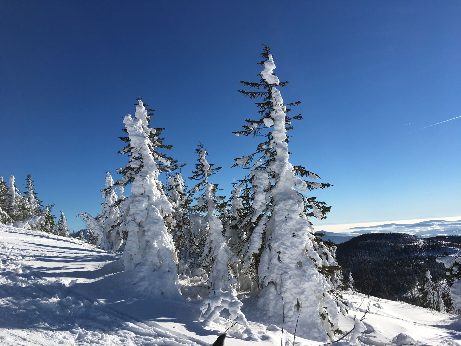 Apple iPhone 6s sample photo. Winter, snow, sun photography