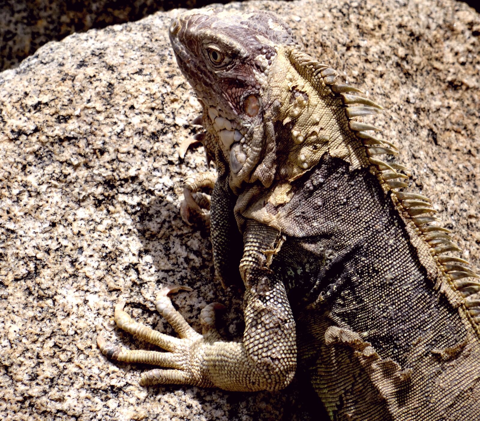 Sony Cyber-shot DSC-HX50V sample photo. Iguana, caribbean, reptile photography