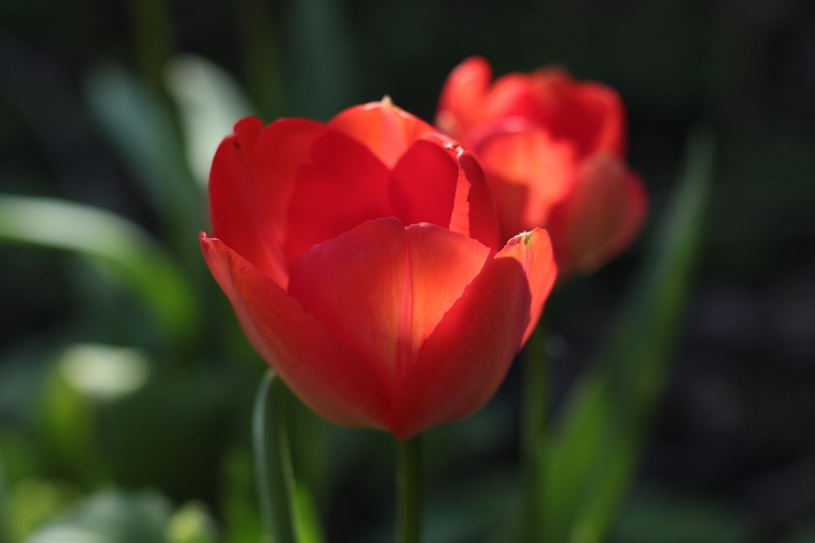 Canon EOS 7D Mark II sample photo. Tulip, red, sunlight photography