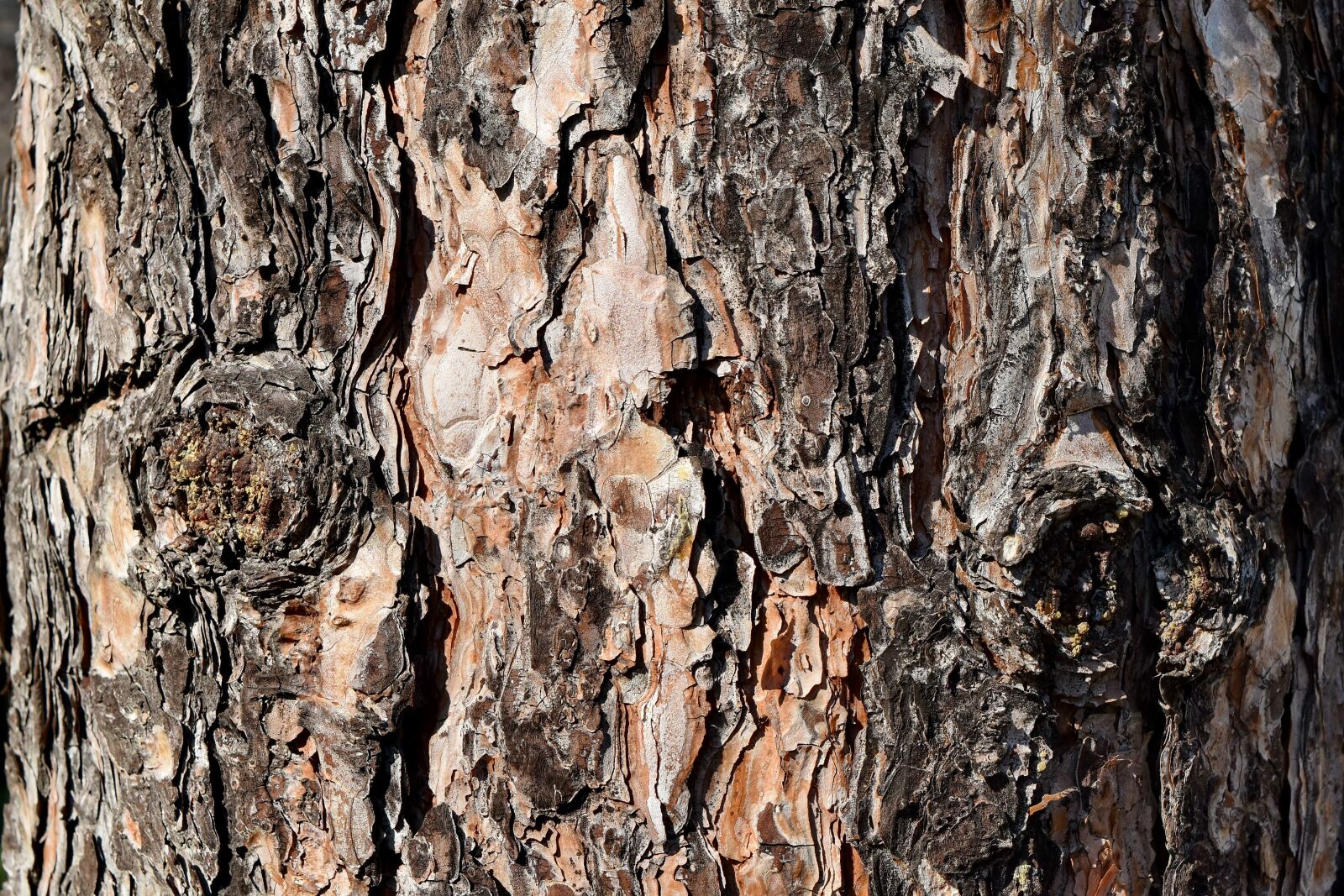 Nikon D5500 sample photo. Texture, tree, wood, bark photography