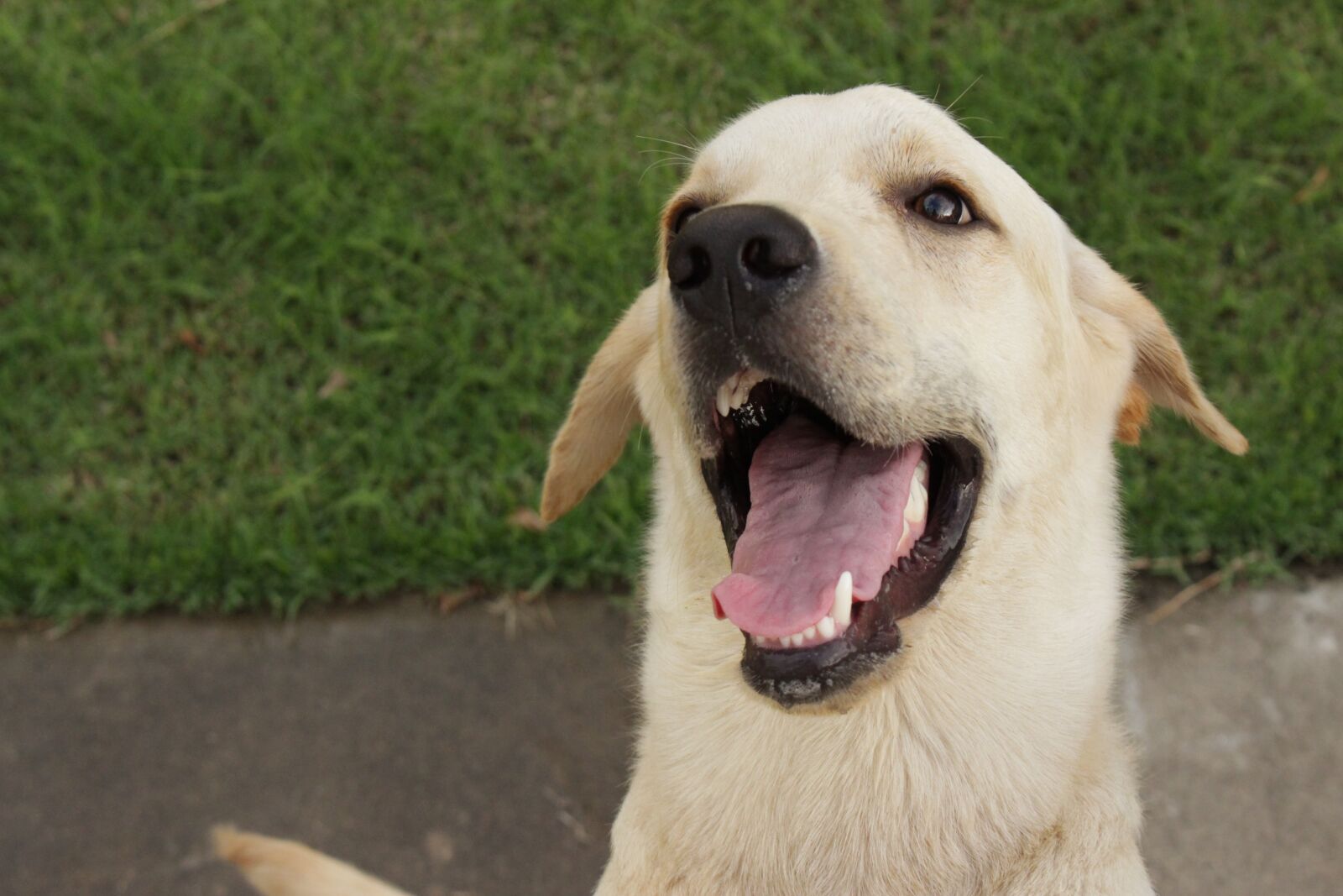 Canon EOS 700D (EOS Rebel T5i / EOS Kiss X7i) sample photo. Dog, labrador, cute photography