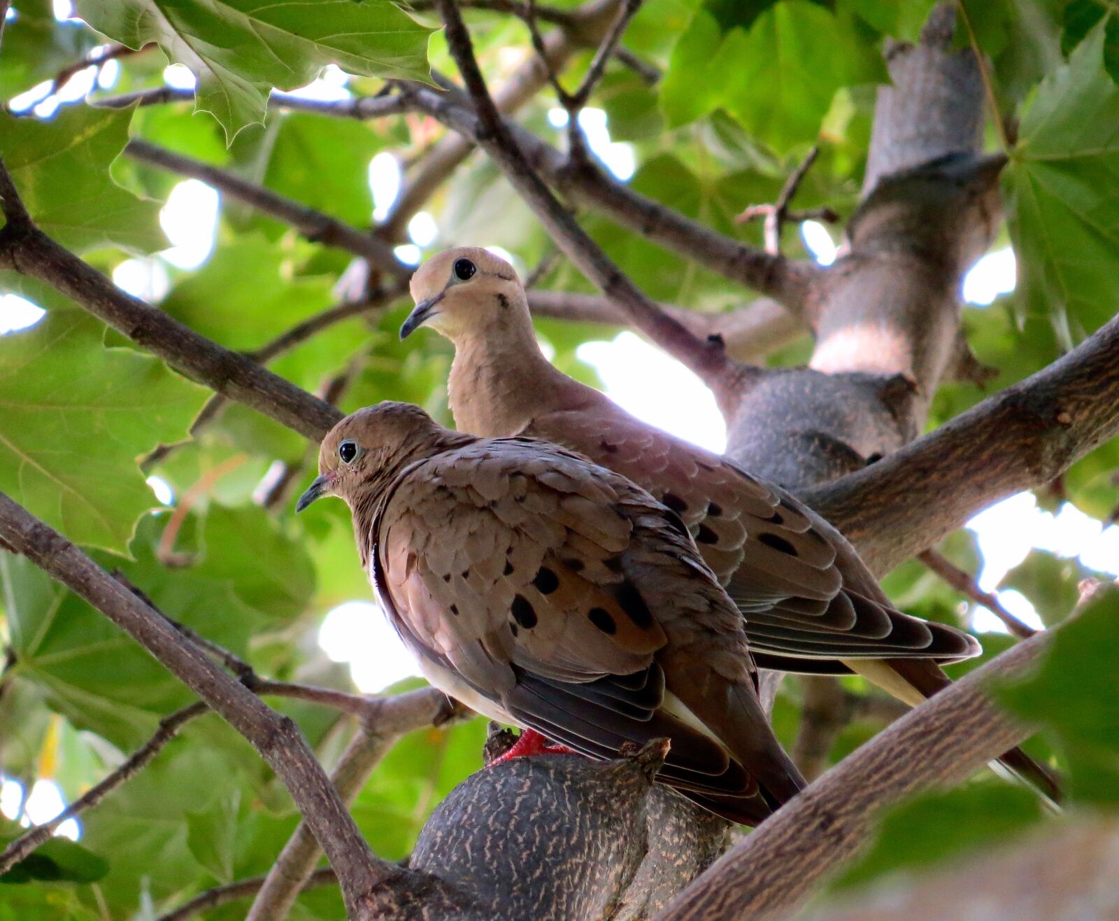 Canon PowerShot SX50 HS sample photo