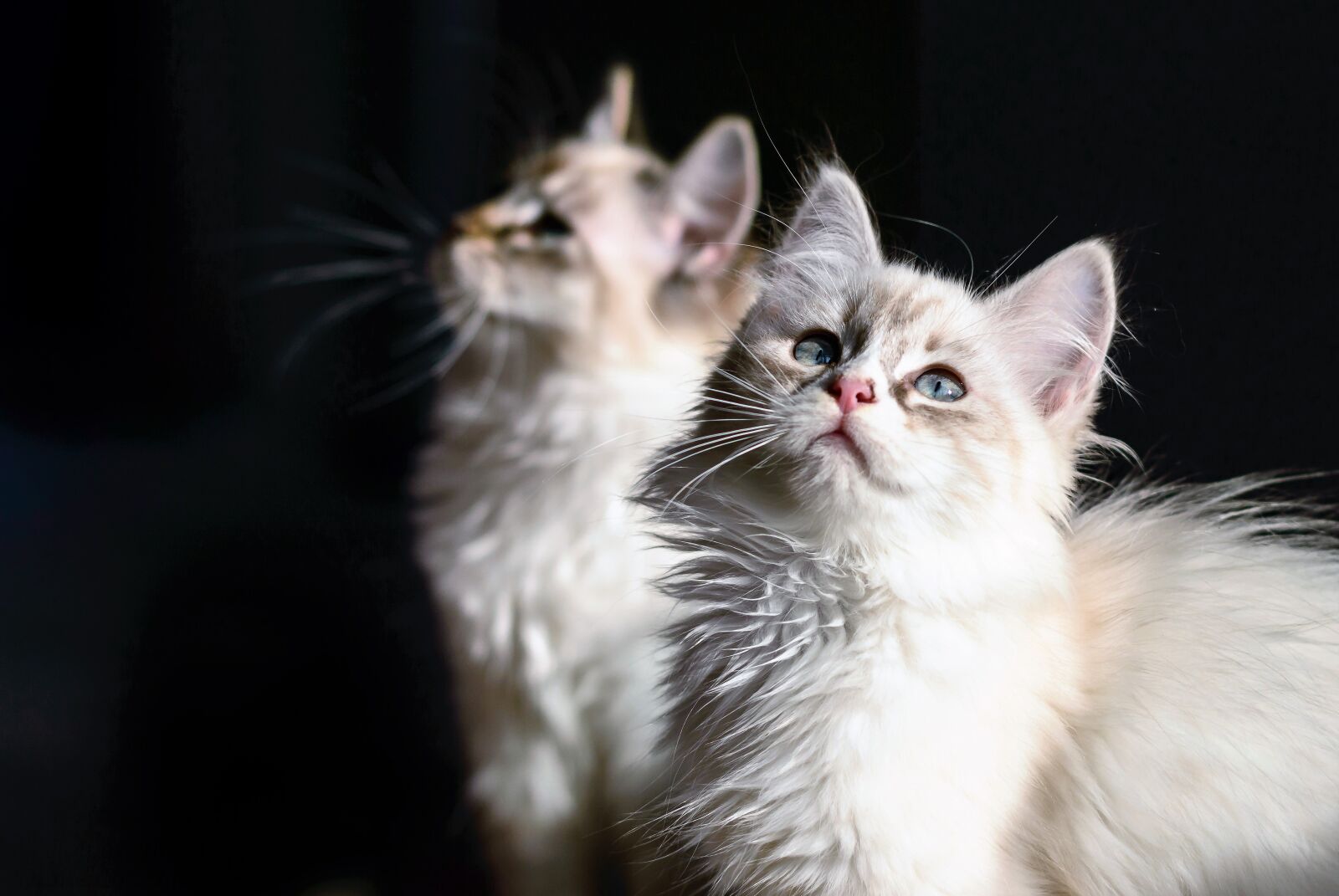 Nikon D3200 sample photo. Cat, domestic cat, young photography