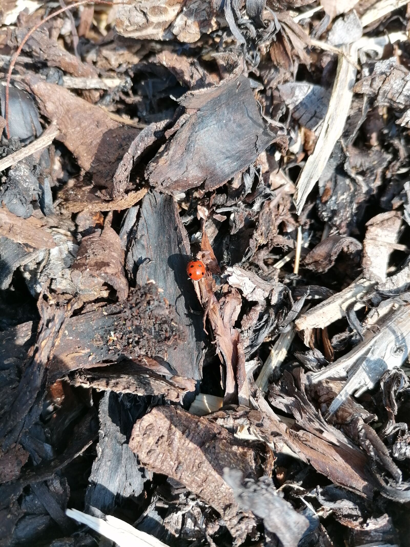 HUAWEI P30 LITE sample photo. Ladybird, ladybug, bug photography