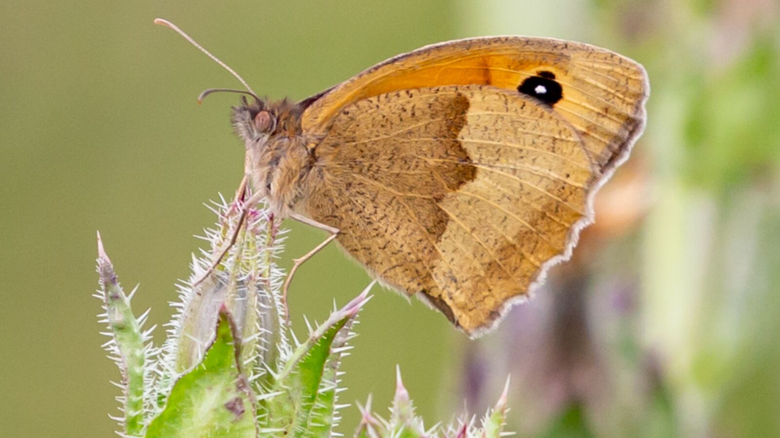 Canon EOS 5D Mark III sample photo. Meadow brown, female meadow photography