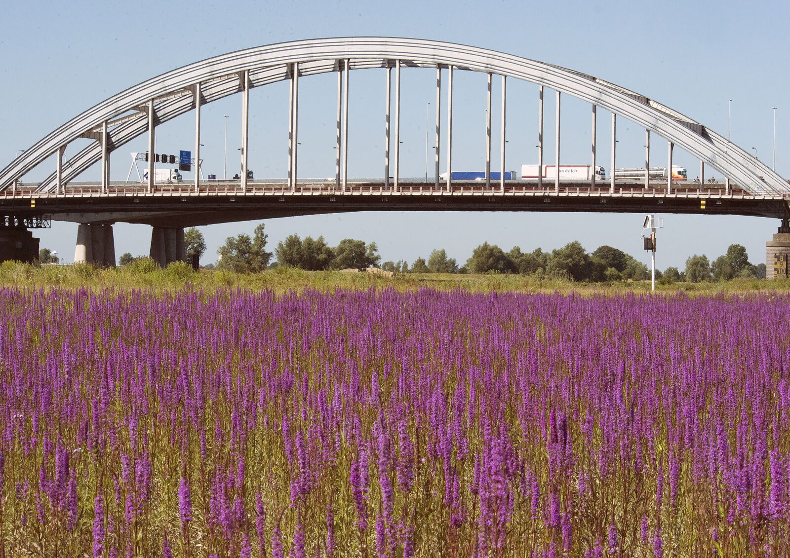 Nikon D800 sample photo. Plants, bridge, landscape photography
