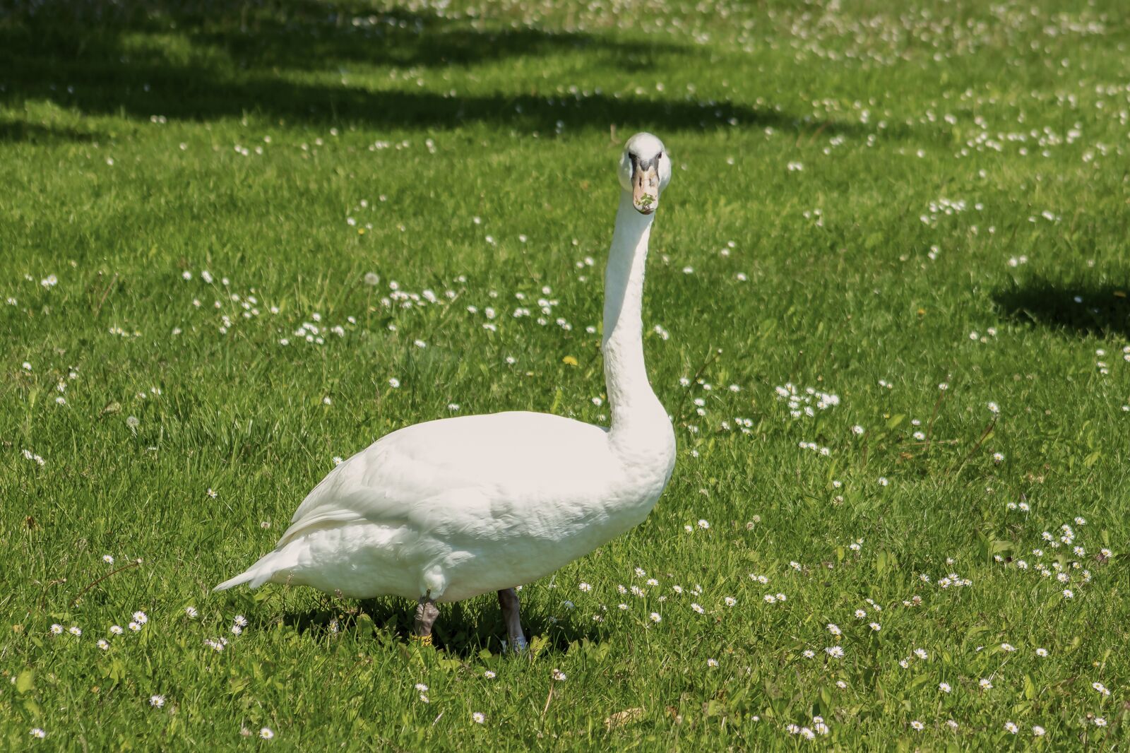Canon EF75-300mm f/4-5.6 sample photo. Swan, cam, water bird photography