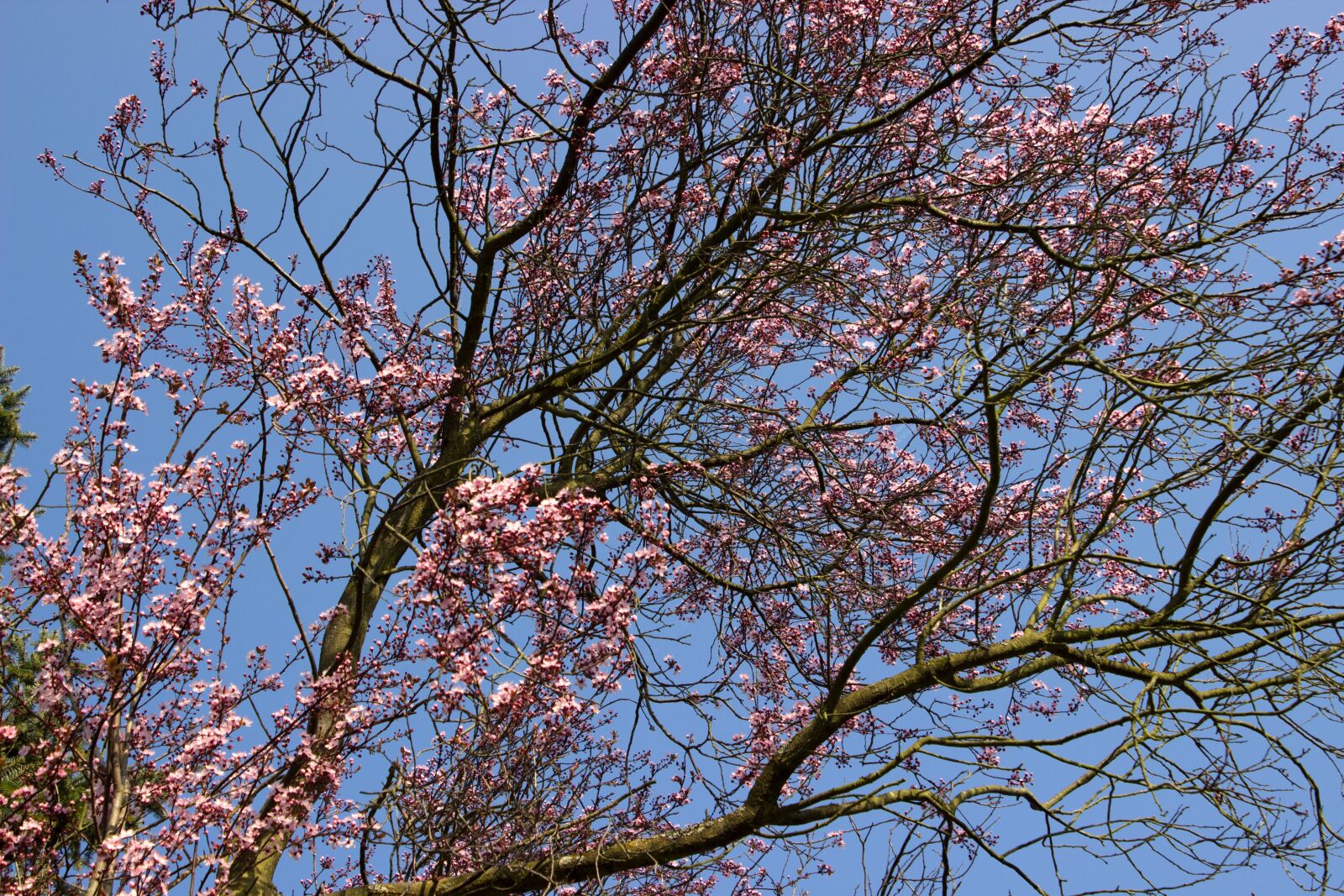 Canon EOS 600D (Rebel EOS T3i / EOS Kiss X5) sample photo. Cherry blossom, flowers, japanese photography