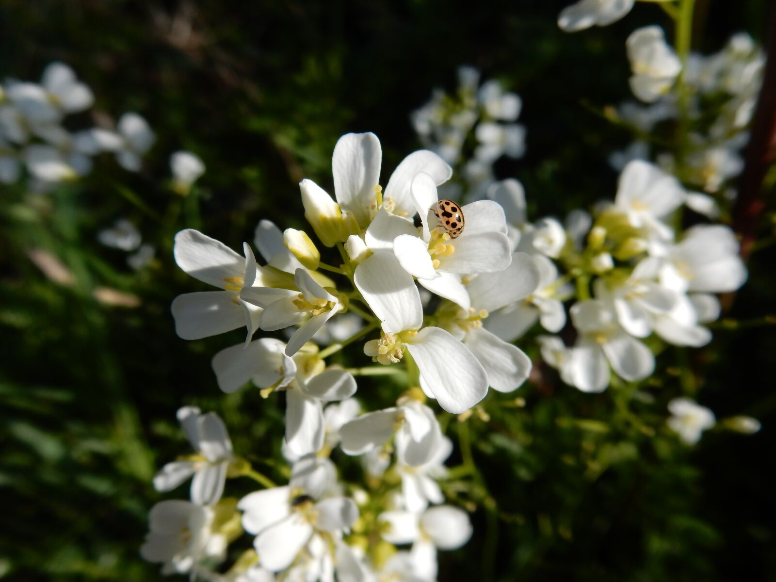 Nikon Coolpix S9900 sample photo. White, flowers, ladybird photography