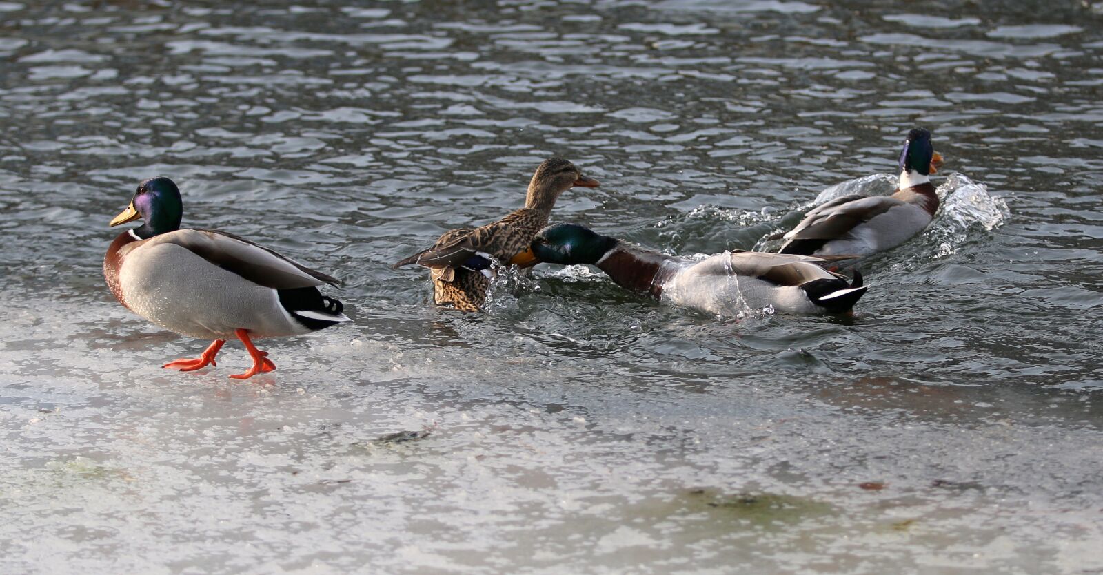 Canon EOS 70D + Canon EF 70-200mm F2.8L IS II USM sample photo. Ducks, fight, futterneid photography