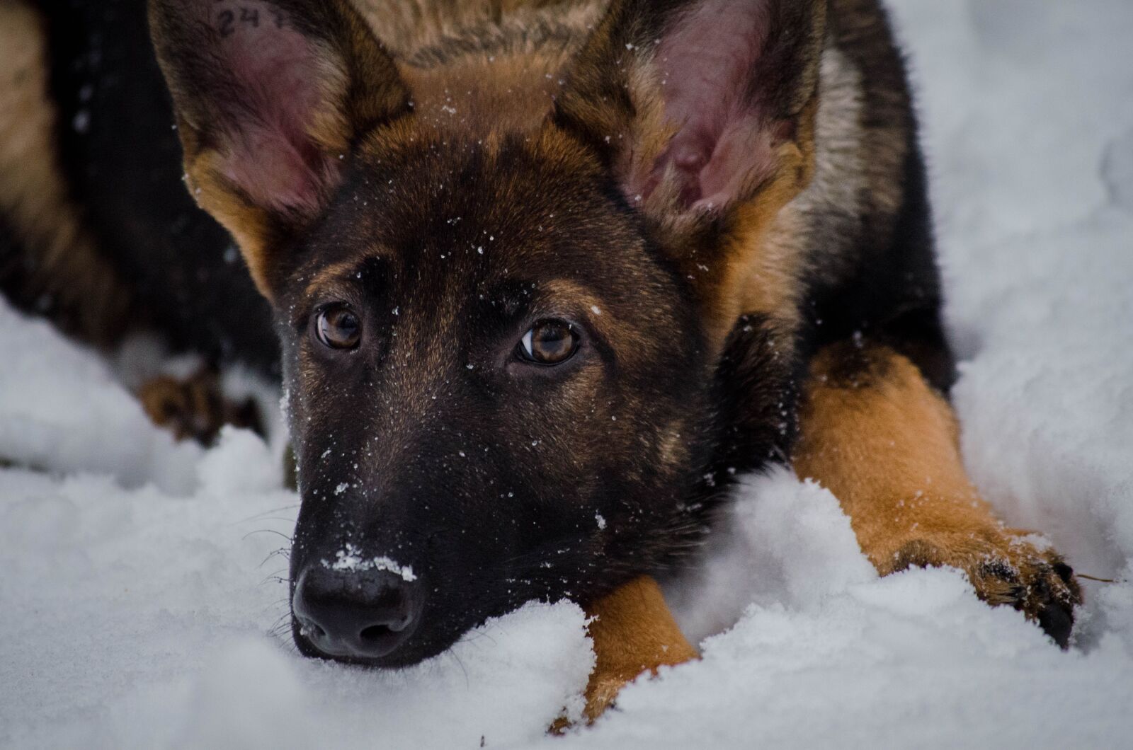 Nikon D5100 sample photo. Dog, pet, canine photography