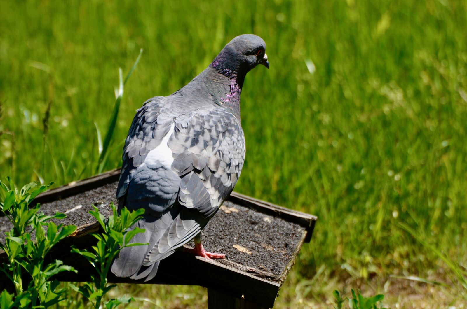 Nikon D5100 sample photo. Dove, bird, animal photography