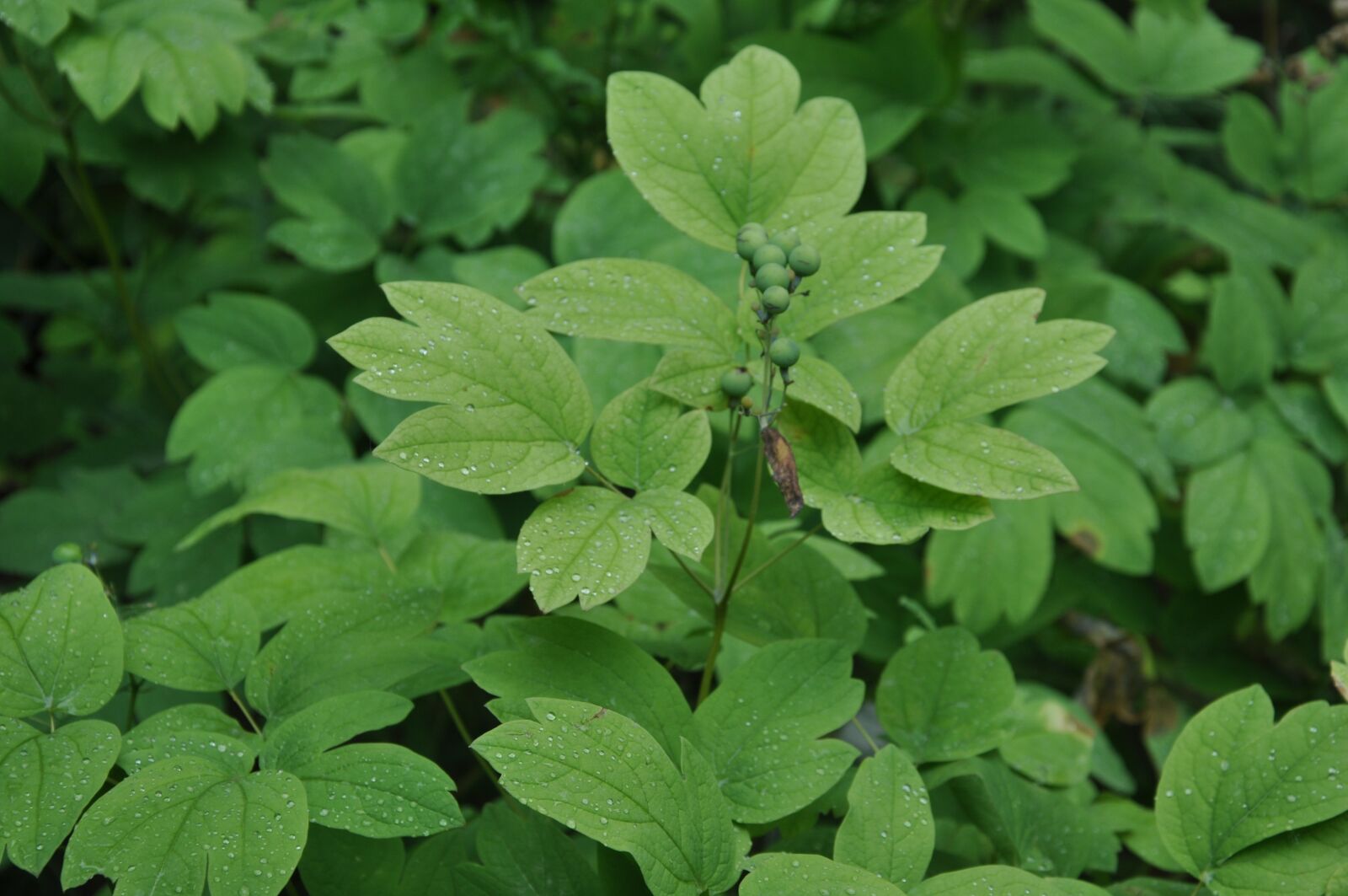 Nikon D90 sample photo. Green, plant, leaf photography