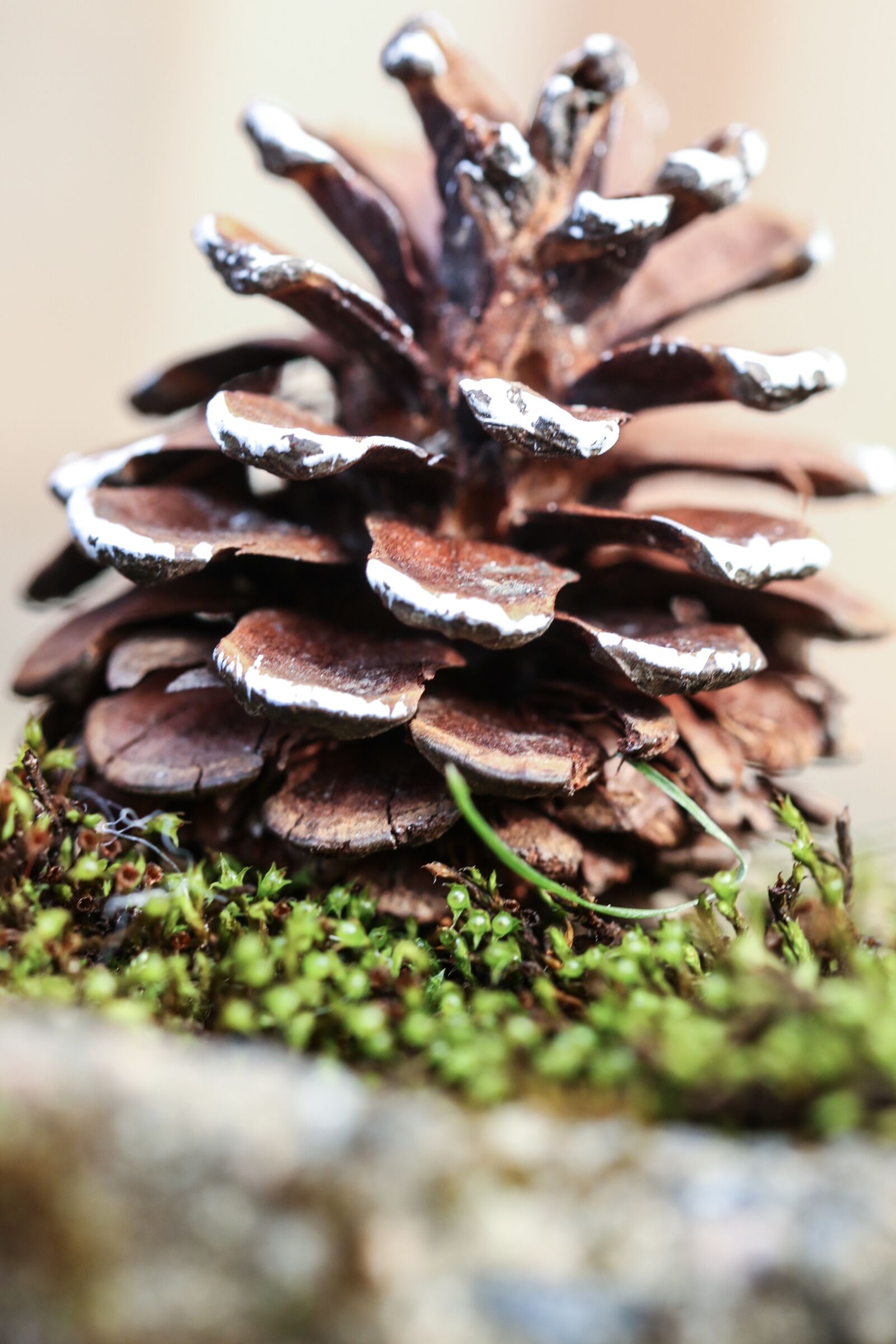 Canon EOS 7D Mark II sample photo. Pinecone, nature, cone photography