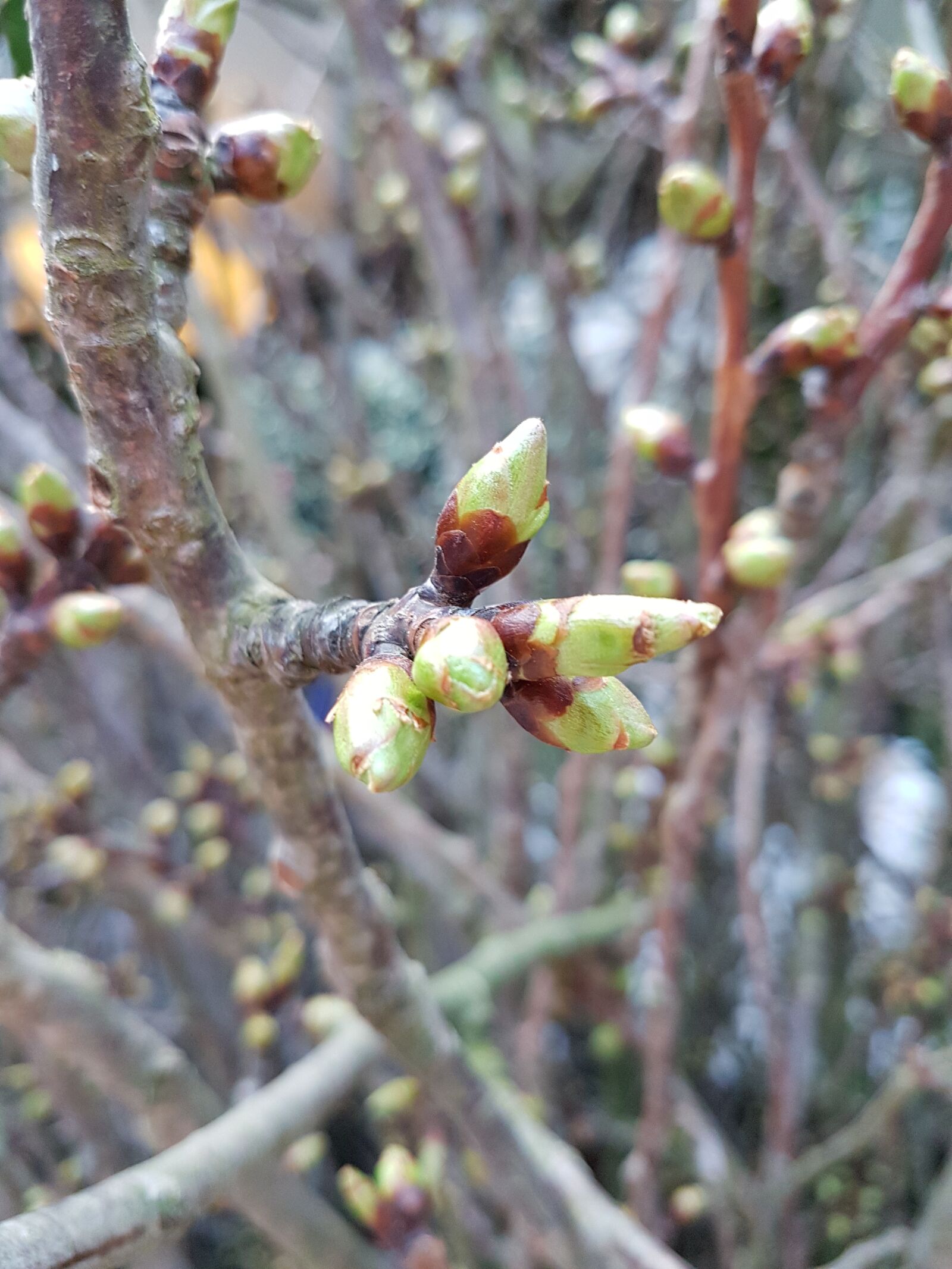 Samsung Galaxy S7 sample photo. Tree, flora, branch photography