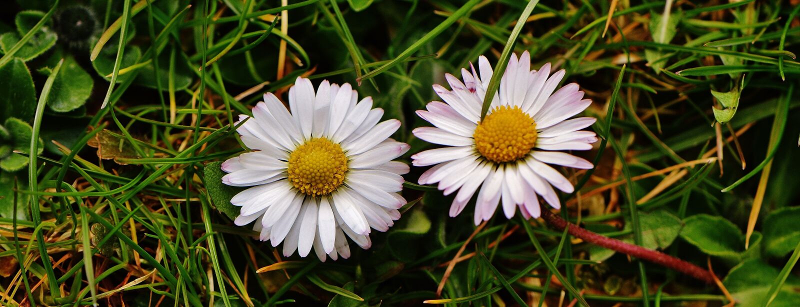 Nikon D3200 sample photo. Spring meadow, wildflowers, daisy photography