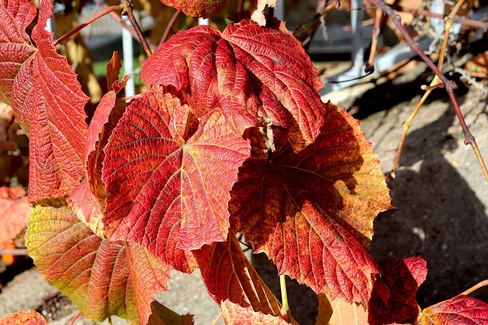 Canon EOS 800D (EOS Rebel T7i / EOS Kiss X9i) sample photo. Autumn leaf, fall foliage photography