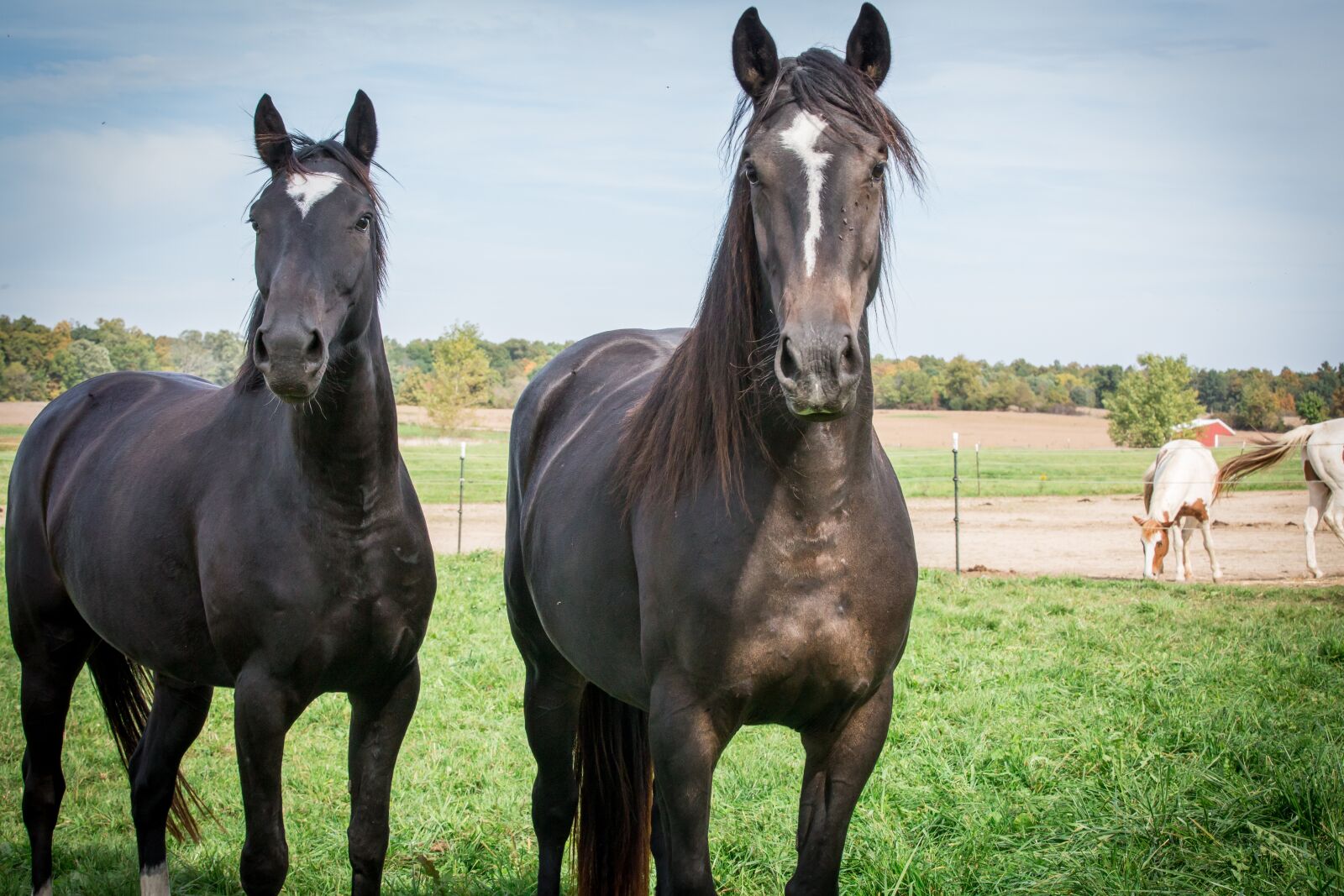 Canon EOS 5D Mark III sample photo. Equine, horses, pony photography