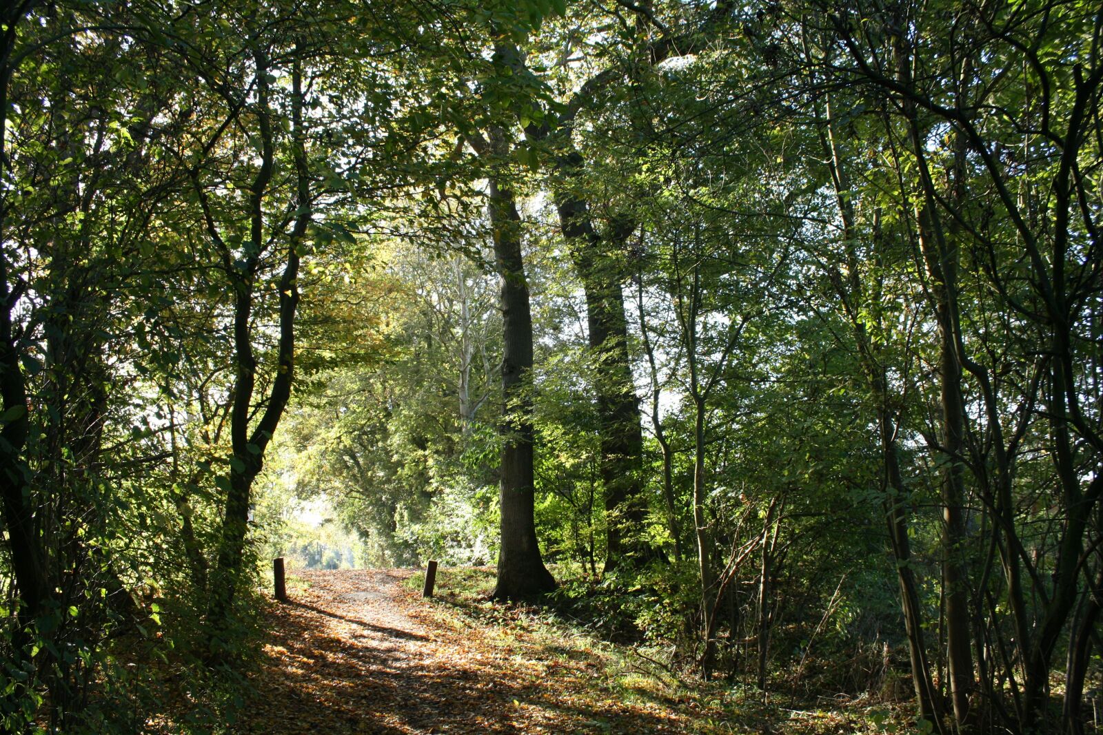 Canon EOS 1000D (EOS Digital Rebel XS / EOS Kiss F) sample photo. Forest, autumn, sun photography