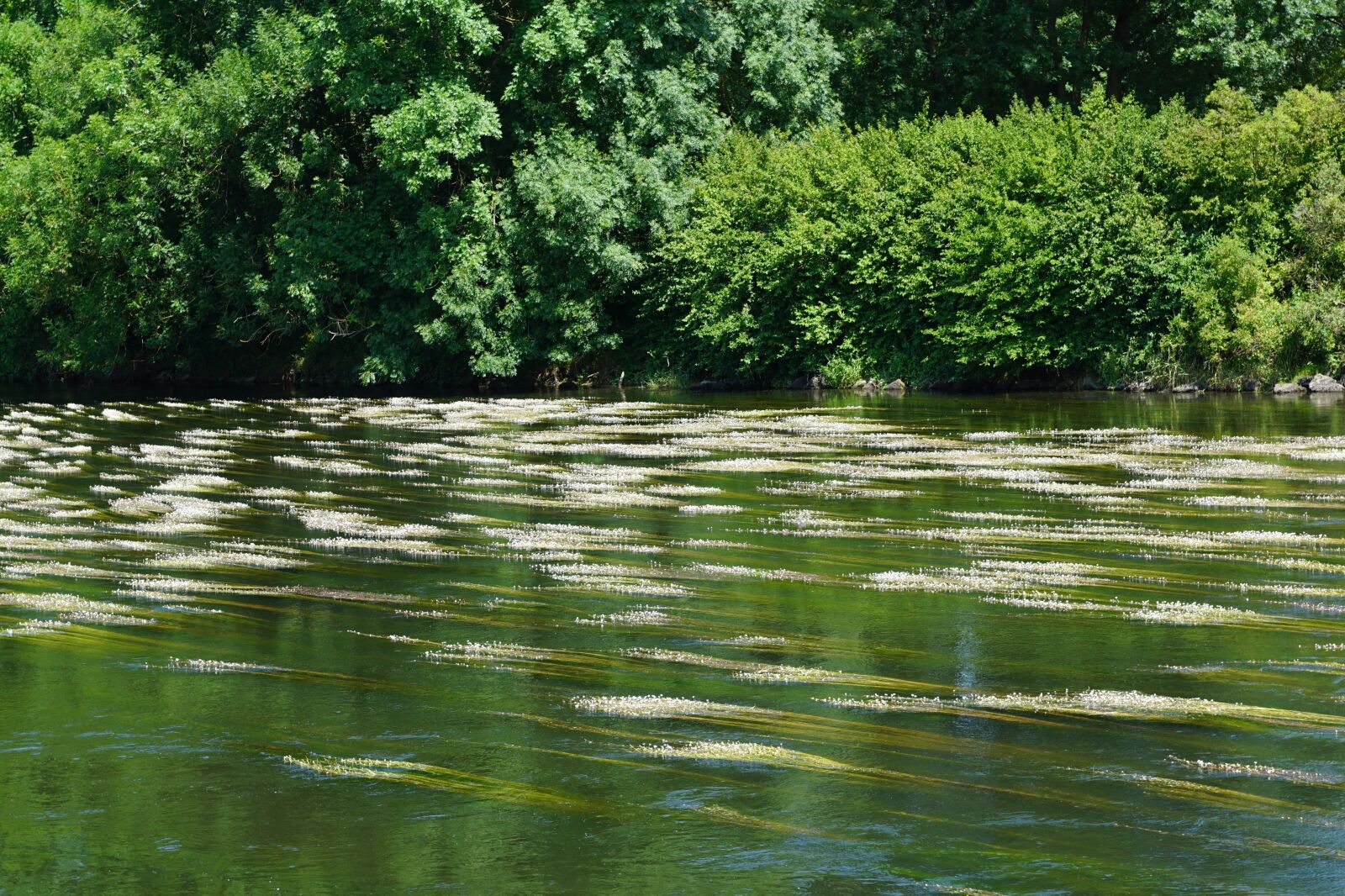 Sony ILCA-77M2 + Sony DT 16-50mm F2.8 SSM sample photo. Danube, ehingen, ulm photography
