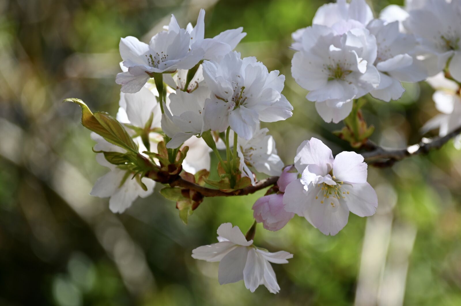 Nikon Z6 sample photo. Apple blossom, apple tree photography