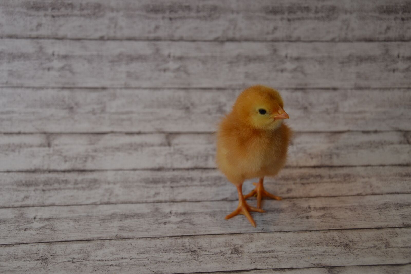 Nikon D3100 sample photo. Chicks, chicken, animal photography