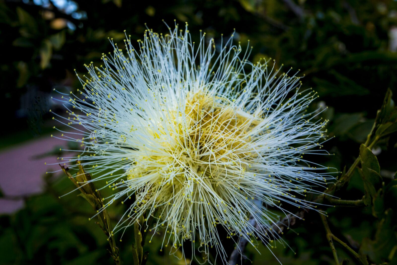Nikon D3100 sample photo. Nature, plant, flower photography